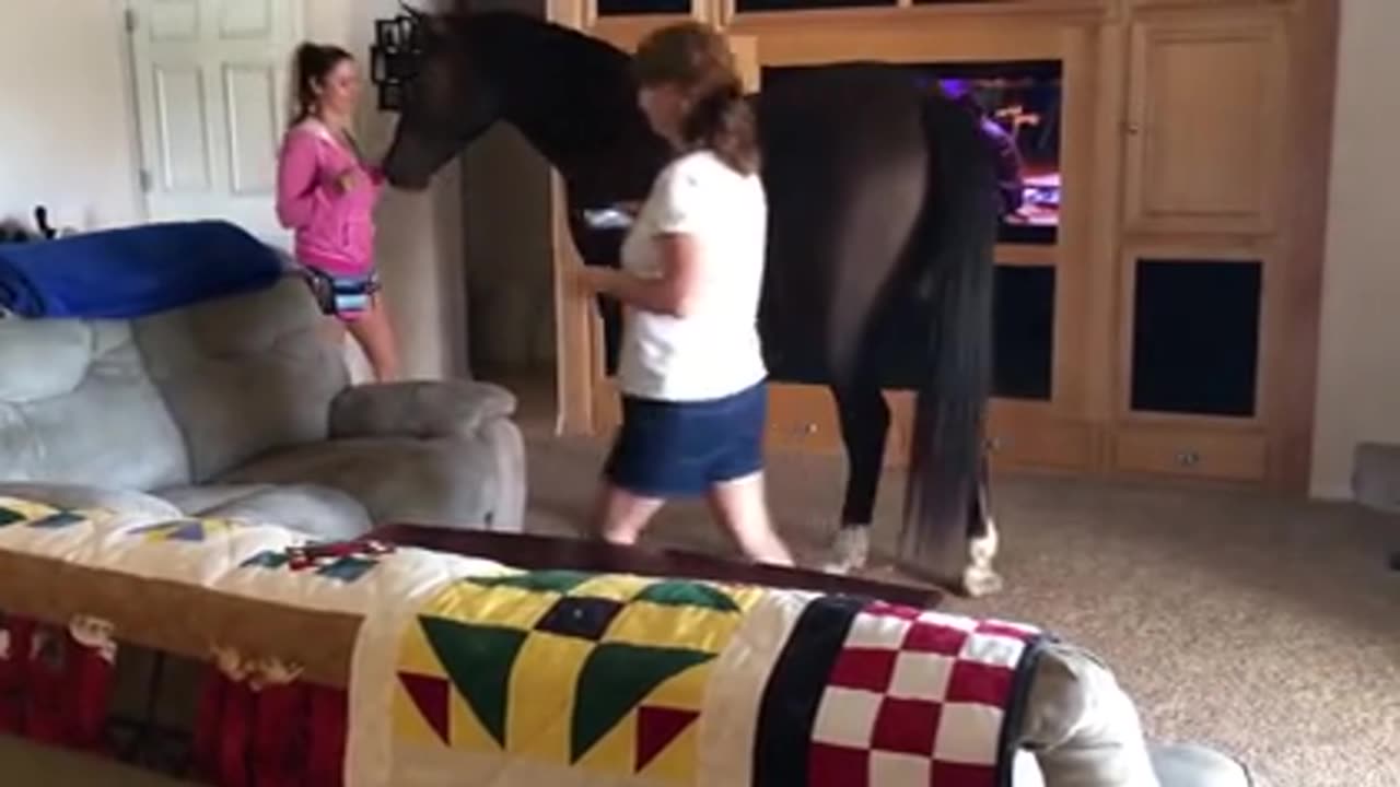 Friendly horse welcome itself into the house