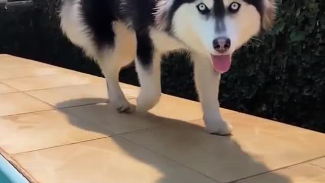 Husky dog is a wolf