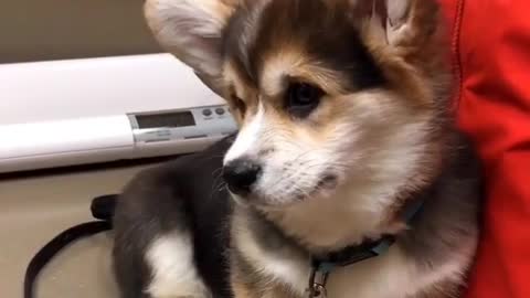 A cute corgi 😊😊