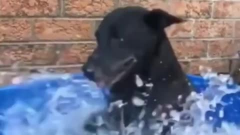 Funny video animals