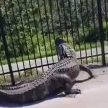 Don’t try this at home