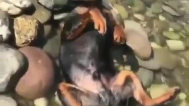 Funny Animal Video 2022: Compilation of Funny Dogs and Water