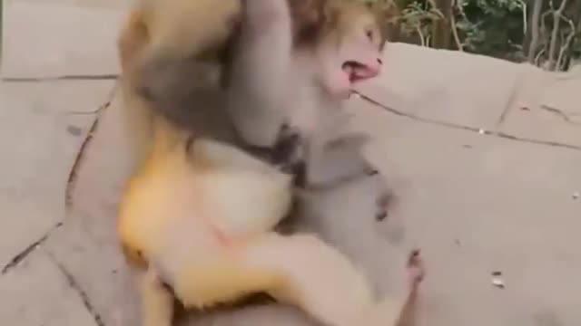 monkey vs monkey funny fight wwe