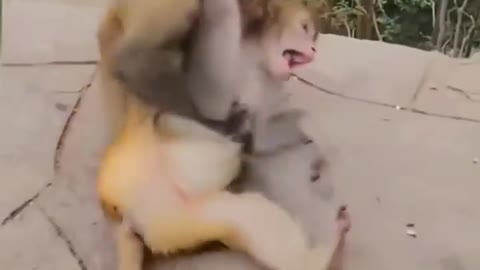 monkey vs monkey funny fight wwe