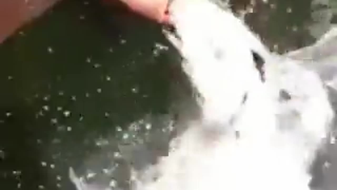 Fish Attack!