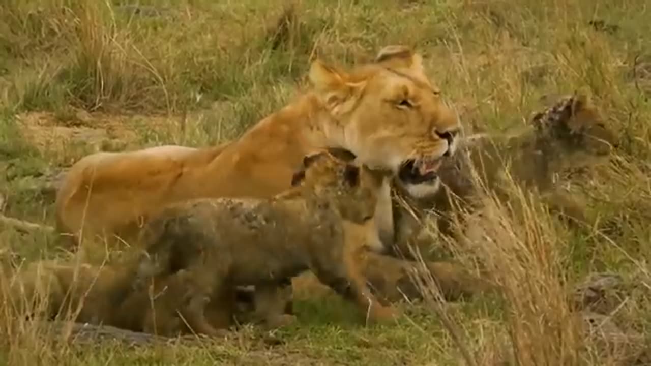 What happens when a tiger mates with a lion