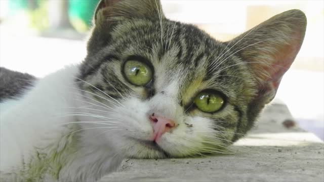 White cat lies down on the floor looks at the camera. Moves its ears, Pupils are enlarged, dilates