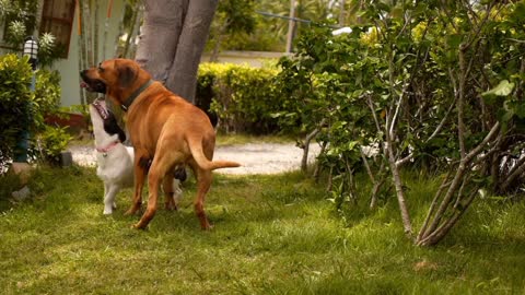 Two Dog Playing in the Garden