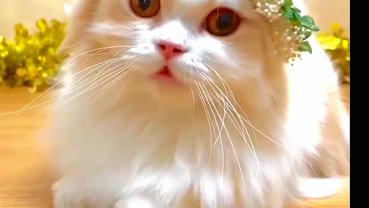 Cutest kittens cuteness overload so adorable