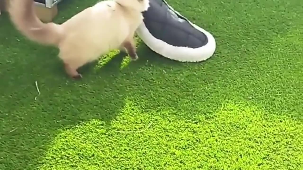 Cute-and-funny-animals-video-compilation_8