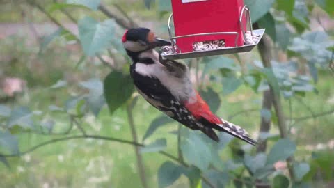 Woodpecker Perched And Eating On A Bird Food Dispenser Hanging By A Tree Plant