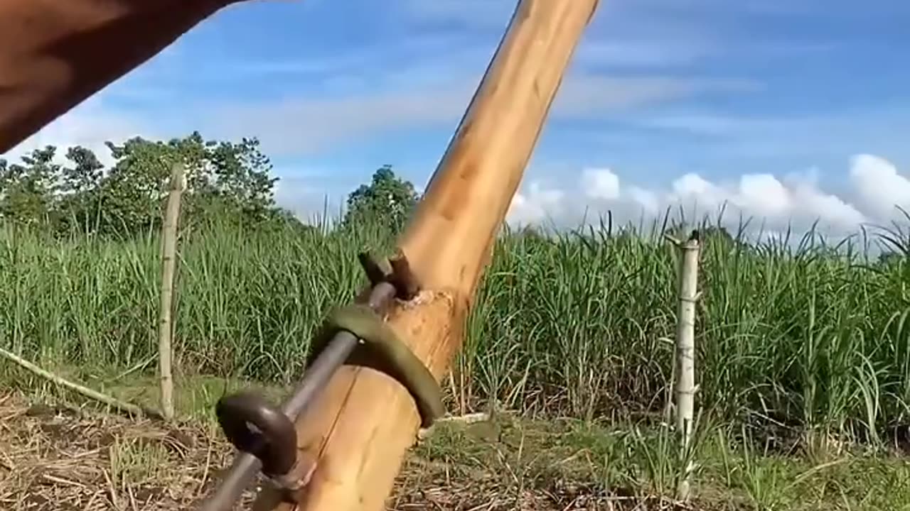 entertainment