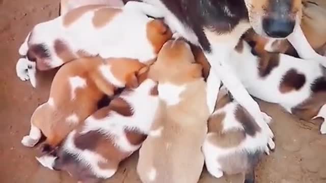 Dog bebi video