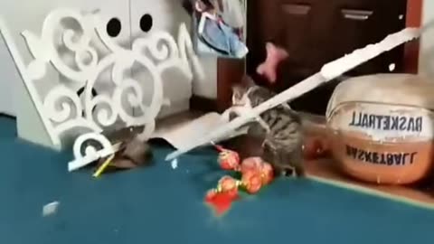 Cats fail edition