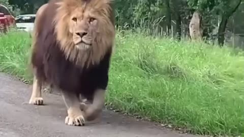 Lion on the street