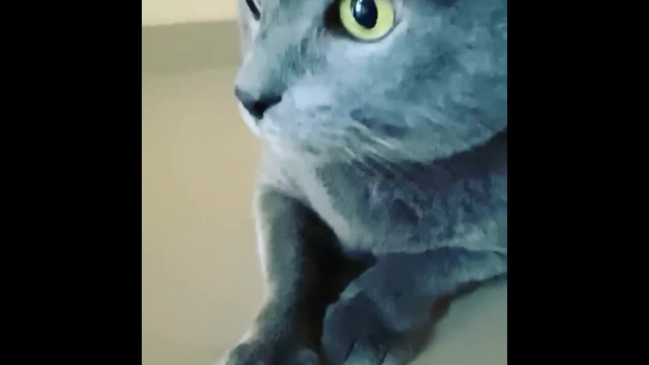 Cat horror voice 🤣😅🤣😂