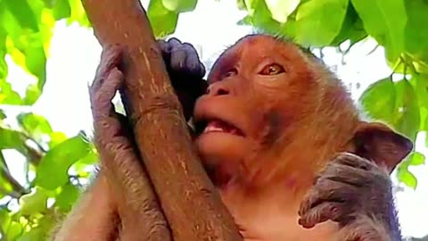 Funny video monkey 2023 cute cute ,Funny animals_2