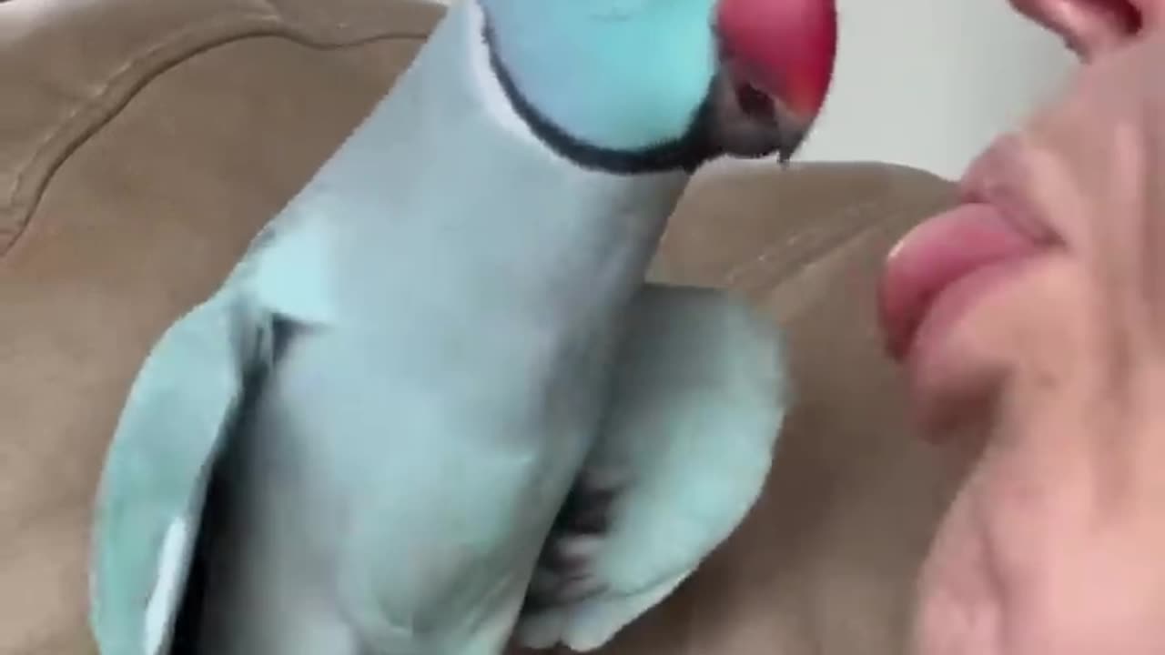 A parrot kissing the girl.