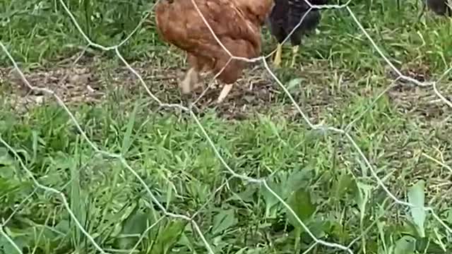 Chicken Pecking Order