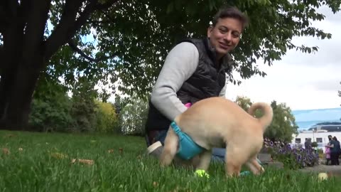 How to Train the FIRST 5 THINGS to ANY Puppy! Reality Dog Training