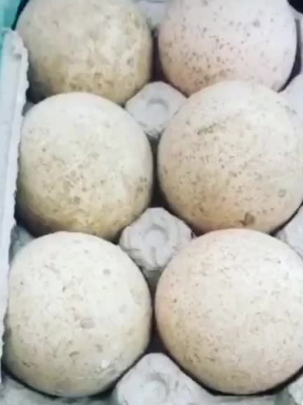 turkey eggs