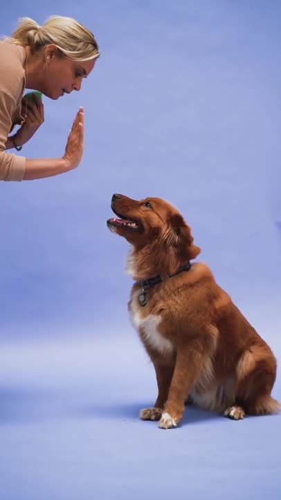 A Beautiful woman training her golden retriever dog new short video ! funny dog videos 2021 clean !