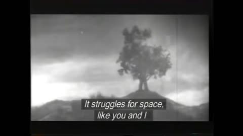 Eternal forest(1939)