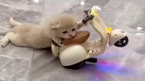 😱 cat amazing bike stunt 🏍