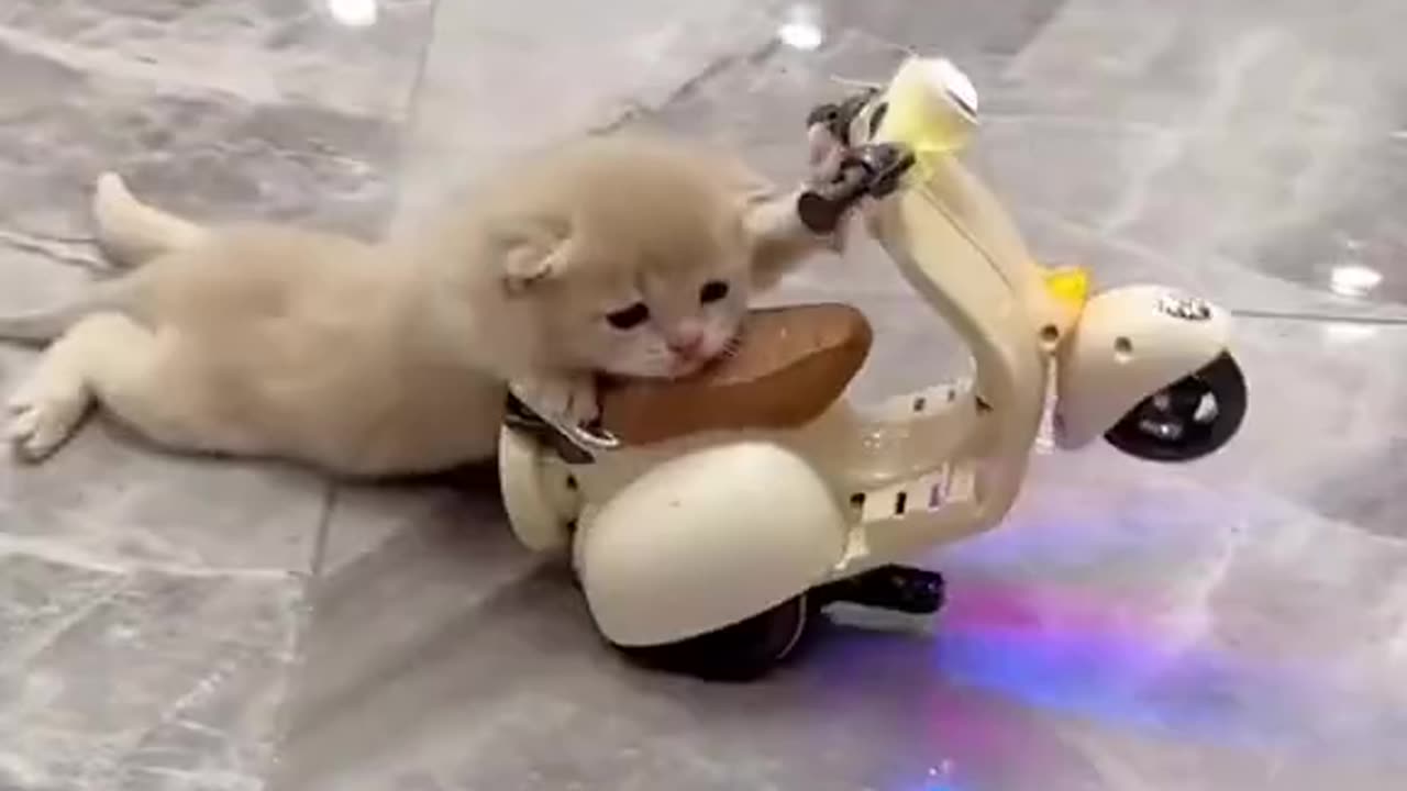 😱 cat amazing bike stunt 🏍