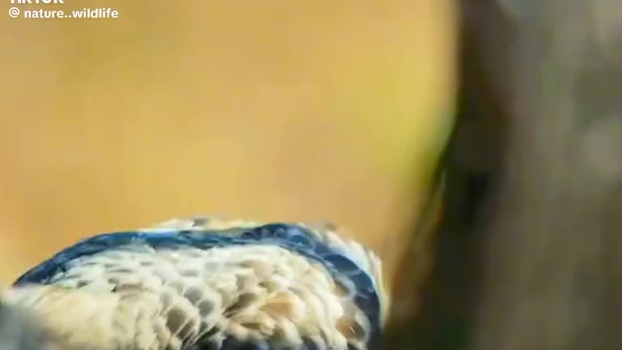 Great Bar Bird