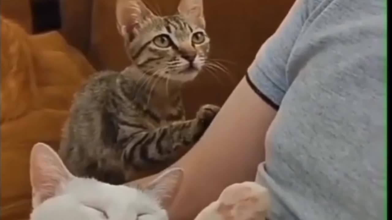 Emotional Cat