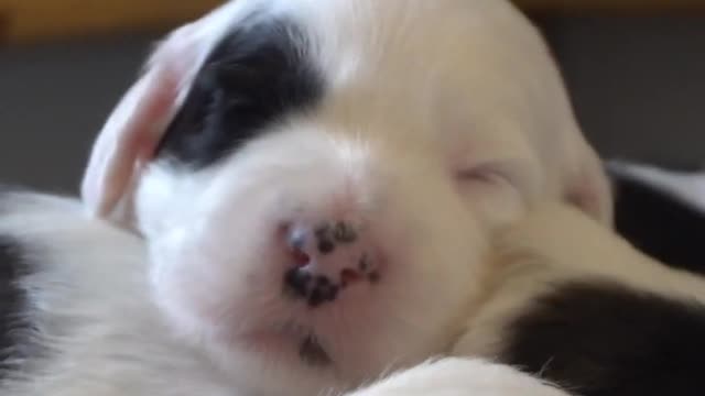 Adorable sleeping puppies 3 weeks old