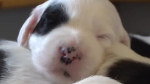 Adorable sleeping puppies 3 weeks old