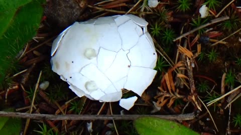 Egg Shell