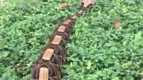 This is a beautiful and charming water-dwelling species