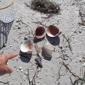 Anclote River and Island trip for 4 hours, what an adventure.