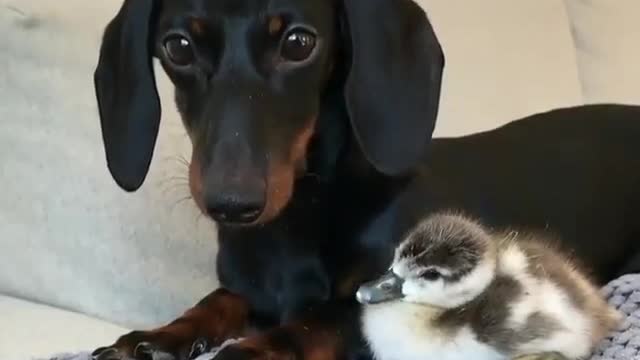 The Quickest Way to Get Rich With Dogs