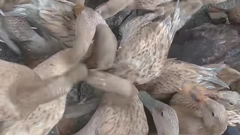 very beautiful, start duck farming