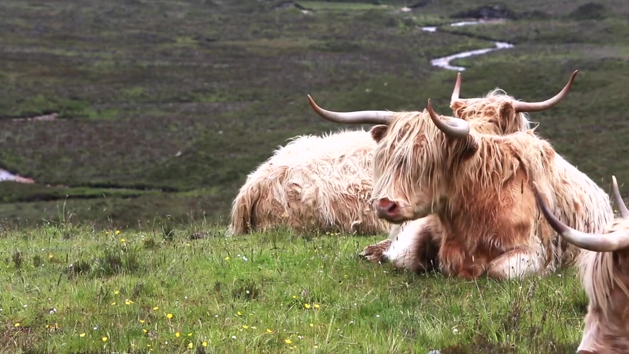 BEAUTIFUL SCOTLAND _ Drone Aerial View Free HD Videos - no copyright