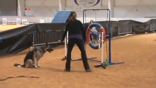 #German Shepherd Gabi running agility