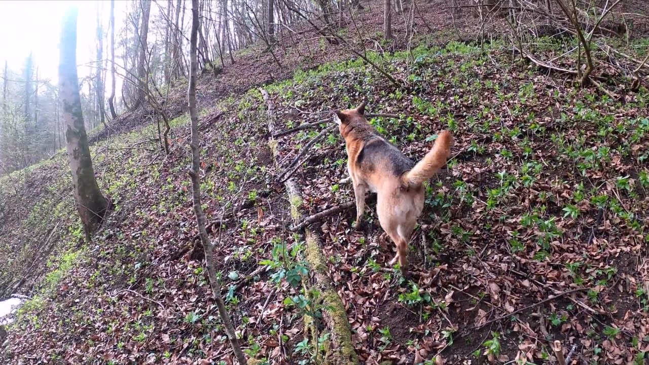 Dog in park