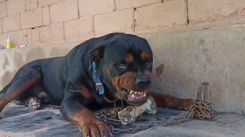 Rottweiler aggressive