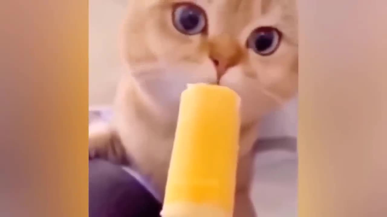 Funny animal videos 😂