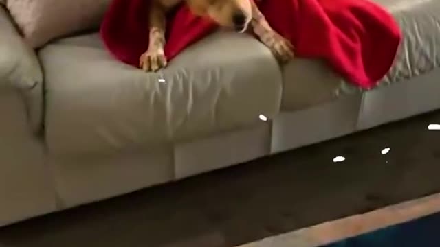 And the award for best zoomies goes to... ⚡️🐶✨