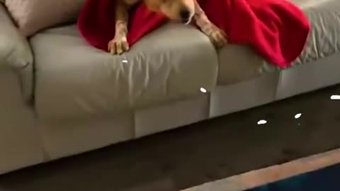And the award for best zoomies goes to... ⚡️🐶✨