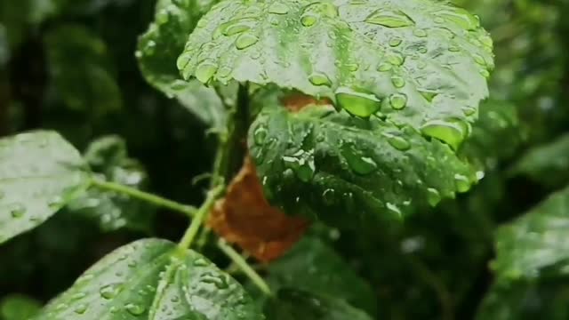 Relaxing Forest Rain