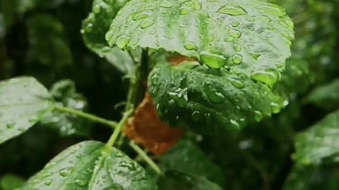 Relaxing Forest Rain