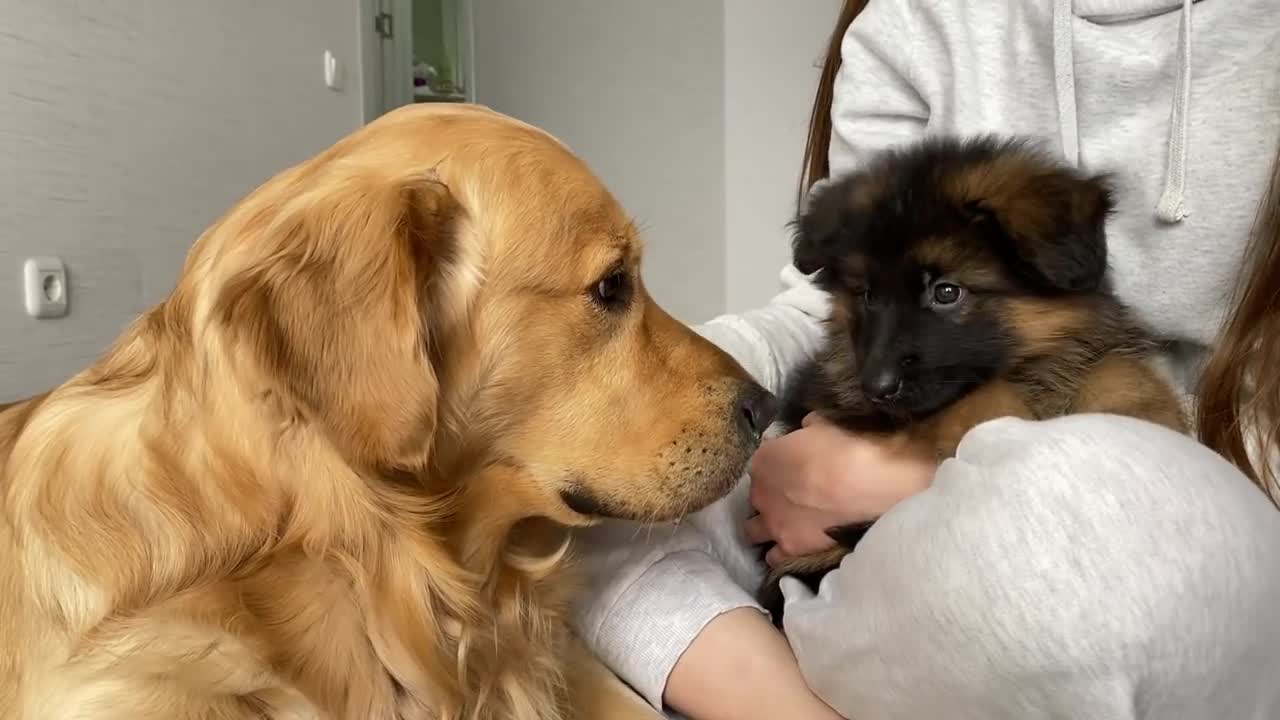 Golden Retriever Meets New Puppy _ Emotional Dog Reaction