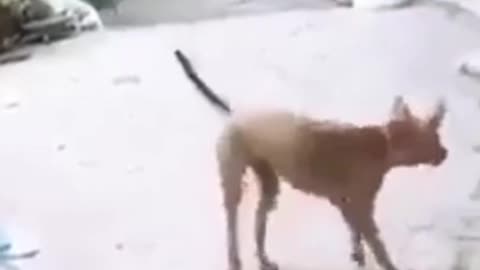 Dog's funny dance #shorts #viral #shortsvideo #video