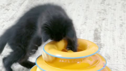 Cats toys